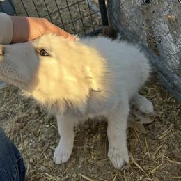 Cindy Lou - White female Colorado Mountain Dog puppy in Colorado Springs, Colorado from Sharp Guardians and Goldens
