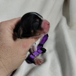 Purple collar - Black white and tan female English Springer Spaniel puppy in Redding, California from Springer's Journey Spaniels California