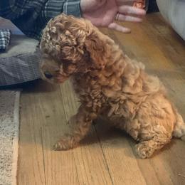 Chief - Apricot male Goldendoodle puppy in Haddam, Kansas from Golden B Acres