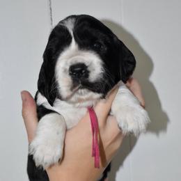 Winn Dixie - Black and white female English Springer Spaniel puppy in Chapmansboro, Tennessee from Balthrop Bend Farms