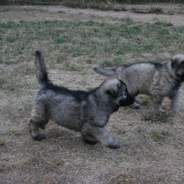 Shiloh Shepherd Puppies from Solace Shilohs