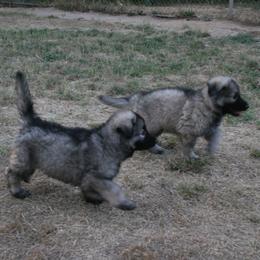 Shiloh Shepherd Puppies from Solace Shilohs
