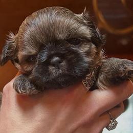 Jelly - Brindle female Shih Tzu puppy in Nekoosa, Wisconsin from Brox Acres House of Fur LLC