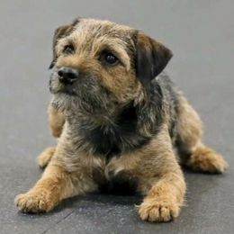 Border Terriers from Riverside Jr Border Terriers