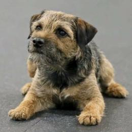 Border Terriers from Riverside Jr Border Terriers