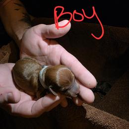 Dachshund Puppies from Southeast mo Miniature dachshunds