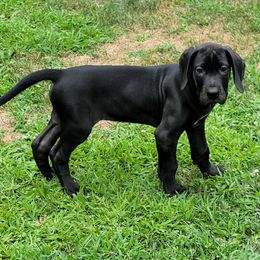 Aspen - Black Great Dane puppy in Monroe County, Pennsylvania from Poke-A-Nose Danes