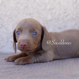 Leroy - Fawn (isabella) and tan male Dachshund puppy in Apple Valley, California from Socaldoxies