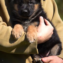 Ricotta - Black and red female German Shepherd puppy in Hagerstown, Pennsylvania from Euro Deja