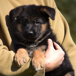 Ricotta - Black and red female German Shepherd puppy in Hagerstown, Pennsylvania from Euro Deja