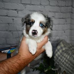 Miniature Australian Shepherd Puppies from B my Sunshines Mini Aussies