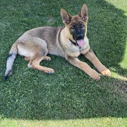 Beauceron, German Shepherd, and Golden Retriever Puppies from Von Zirbes Hundehutte