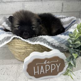 Buxton - Orange sable male Pomeranian puppy in Eden, North Carolina from Whippoorwill Pomeranians