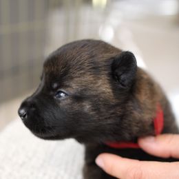 Dutch Shepherd Puppies from Gray Line Working Dogs