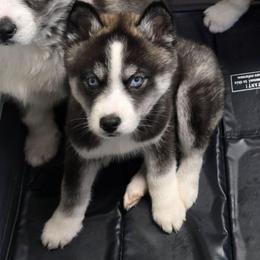 Mcdonalds - Agouti and white male Siberian Husky puppy in Addison, Michigan from Gray Run Siberian Huskies