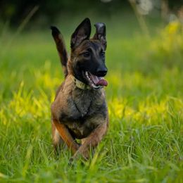 Belgian Malinois Puppies from Misfits of Mayhem