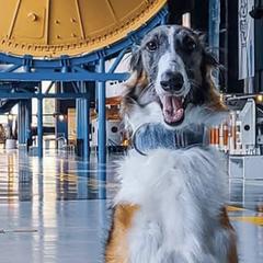 Borzois from Elysium Borzoi