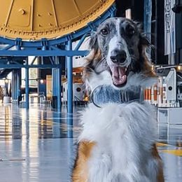 Borzois from Elysium Borzoi