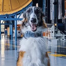 Borzois from Elysium Borzoi
