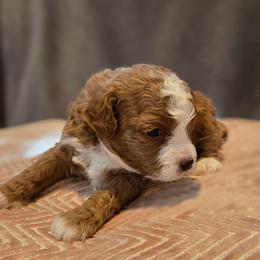 Oliver - Red male Cavapoo puppy in Caldwell, Idaho from Terrace Cav's