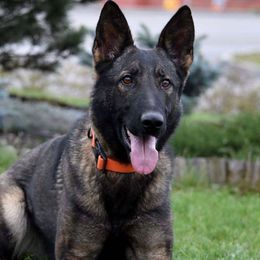 German Shepherds from Rugueux K9