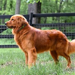 Hudson - Golden Retriever