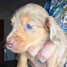 Emma's chocolate and tan dapple longhair boy - Dapple male Dachshund puppy in Declo, Idaho from Dozendachs