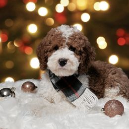 Bernedoodle and Goldendoodle Puppies from I Dream of Doodles