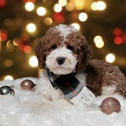 Bernedoodle and Goldendoodle Puppies from I Dream of Doodles