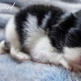 Sheppard - Black and white male Japanese Chin puppy in Johnson City, Tennessee from Erin & Friends Japanese Chin