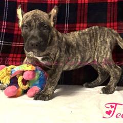 Teeter - Tiger female Perro de Presa Canario puppy in Las Cruces, New Mexico from Mesquite Creek Kennels