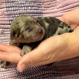 Female 2 - Chocolate female Assorted Doodle Crosses puppy in Kansas City, Missouri from Beary GoldenDoodles