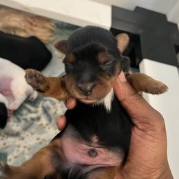 Bart - Black and tan male Yorkshire Terrier puppy in Gastonia, North Carolina from Precious pups dynasty kennel