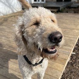 Cooper - Goldendoodle