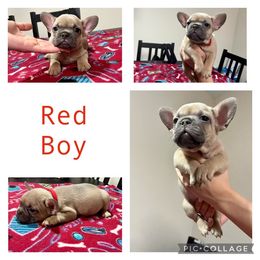 French Bulldog Puppies from DDV French Bulldogs