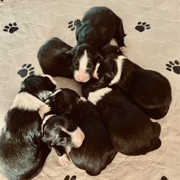 Border Collie Puppies from SoCal Border Collies