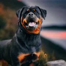 Athena - Rottweiler