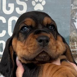Boy 1 green - Black brown and white male Basset Hound puppy in Columbus, Ohio from Olveras Hound of Ohio