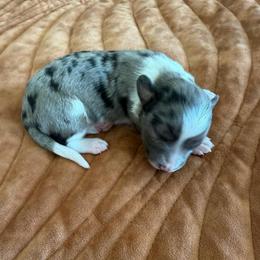 Boy 5 - Blue merle male Aussiedoodle puppy in Cedar Park, Texas from Lollipups Mini Aussiedoodles