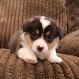 Pucker - Black and tan male Pembroke Welsh Corgi puppy in Arcanum, Ohio from Weissway Corgis