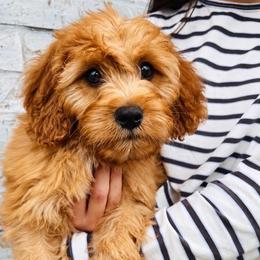 Green Bean - Apricot male Cavapoo puppy in Flower Mound, Texas from Safari Doodles