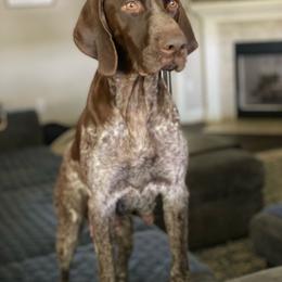 German Shorthaired Pointer puppies from Relentless Bird Dogs