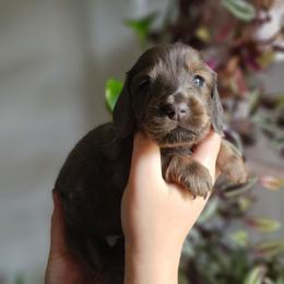 Ashoka- AKC - Blue and tan female Dachshund puppy in Loganville, Georgia from Royal Dackel Haus