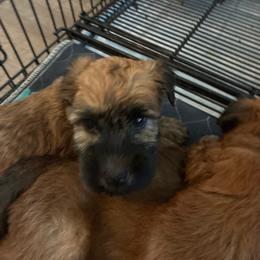 Red - Wheaten male Soft Coated Wheaten Terrier puppy in Casselberry, Florida from Timberlane