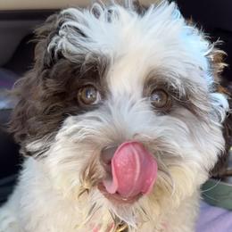 Australian Labradoodles from Heritage Manor Labradoodles (HML)