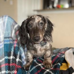 Tobi - Dachshund
