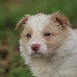 Girl 3 - Gold female Border Collie puppy in Tylertown, Mississippi from Cool Meadow Farms