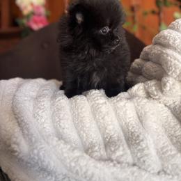 Timothy - Black male Pomeranian puppy in Harrisonville, Missouri from Cindy's Pomeranians