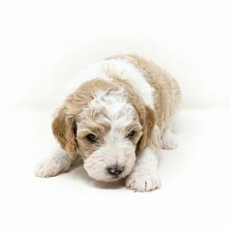 Boston - Apricot male Cavapoo puppy in Columbus, Montana from Comfort Doodle