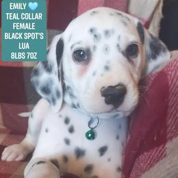 Emily (Teal Collar Female) LUA - White and black female Dalmatian puppy in Raymondville, Missouri from Wagner's Dalmatian's